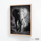 Cuadro Animales Elefante Real B/N