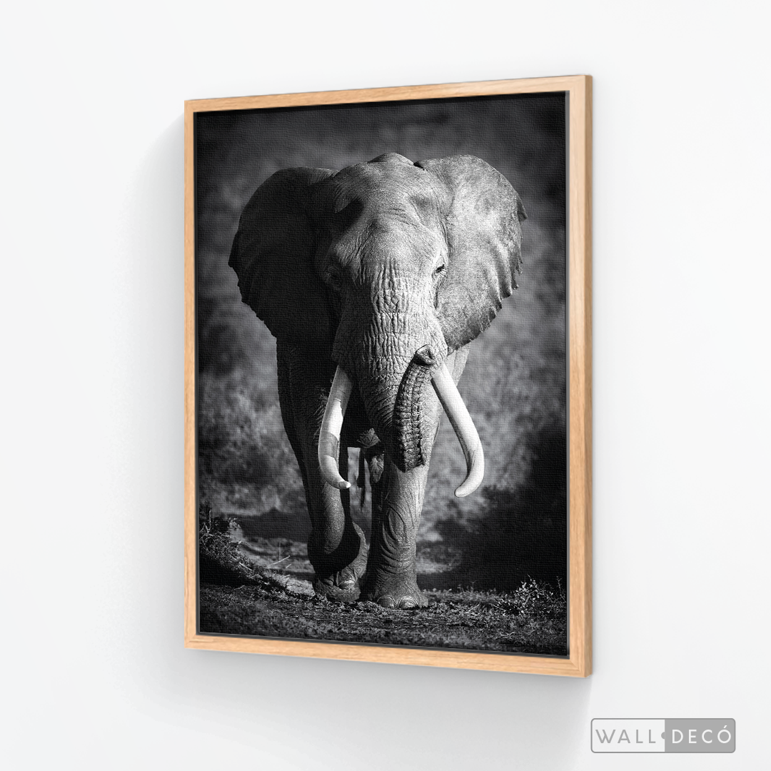 Cuadro Animales Elefante Real B/N