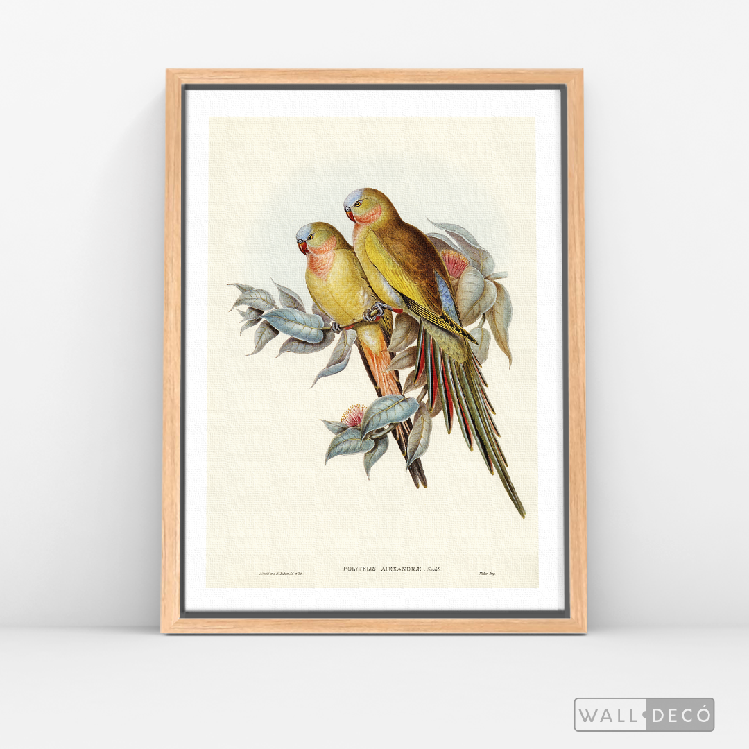 Cuadro Aves Perico Australiano
