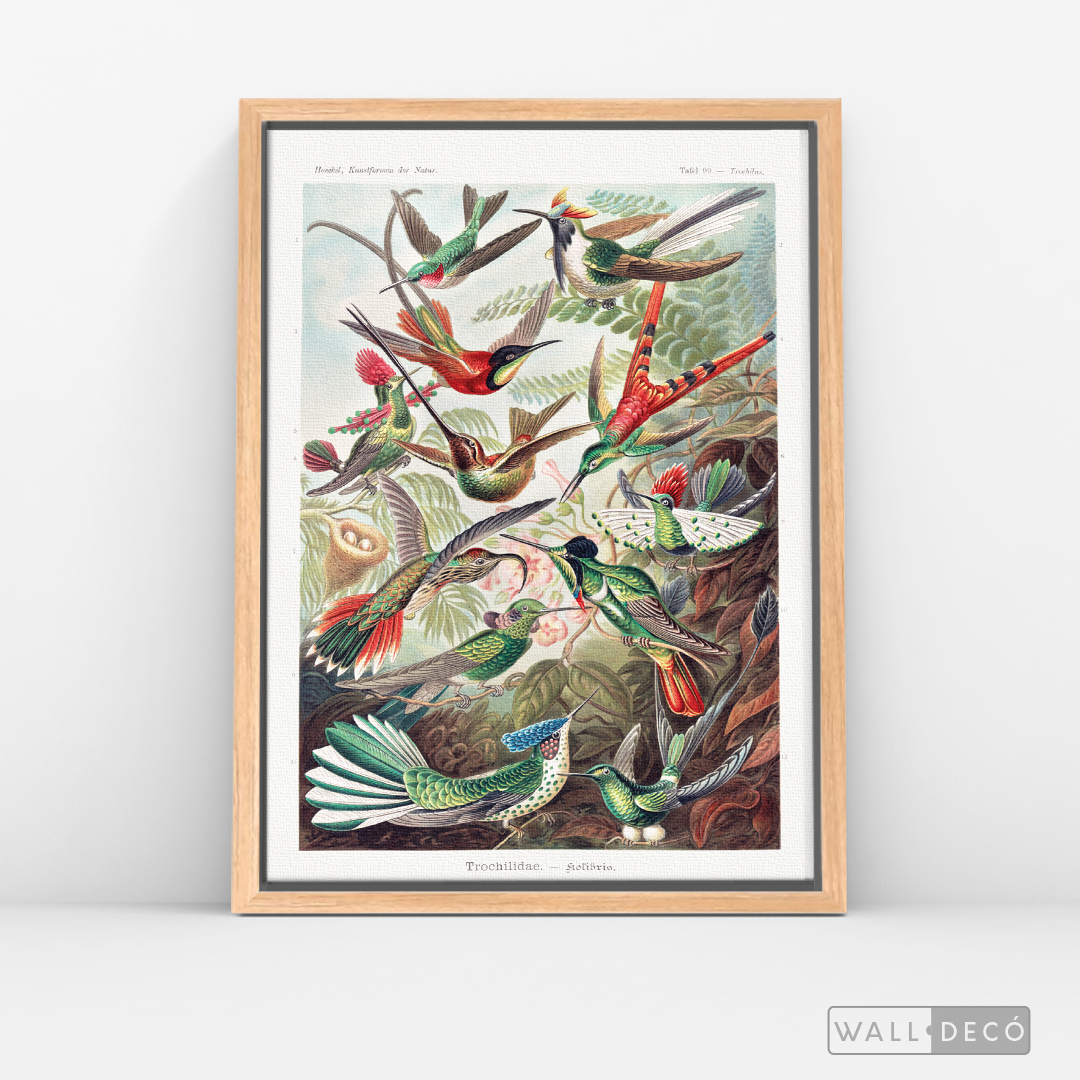Cuadro Aves Colibríes