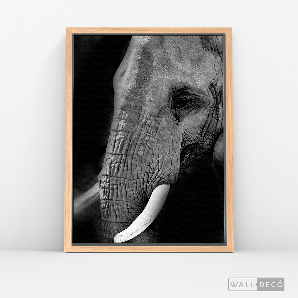 Cuadro Animales Elefante B/N