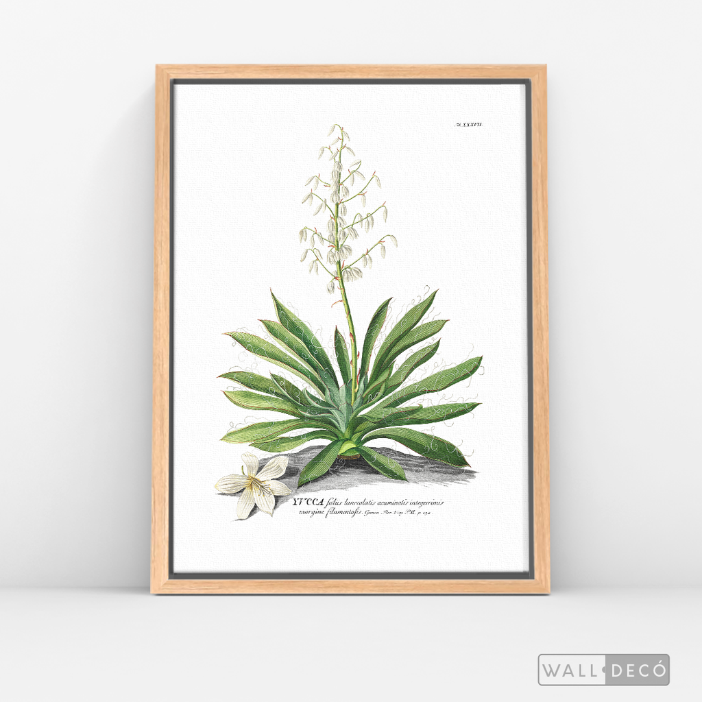 Cuadro Botánico Yucca