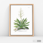 Cuadro Botánico Yucca