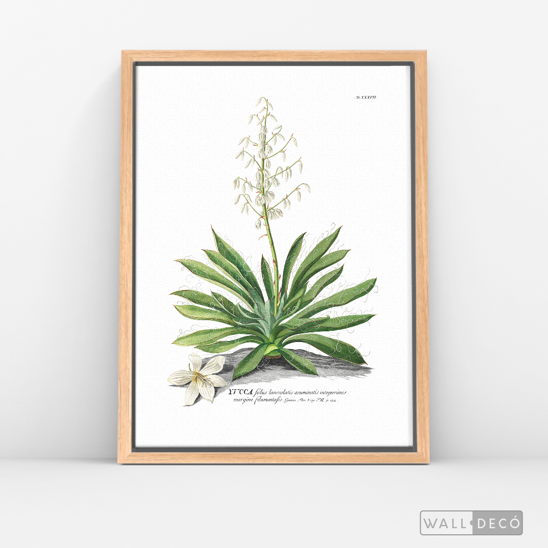 Cuadro Botánico Yucca