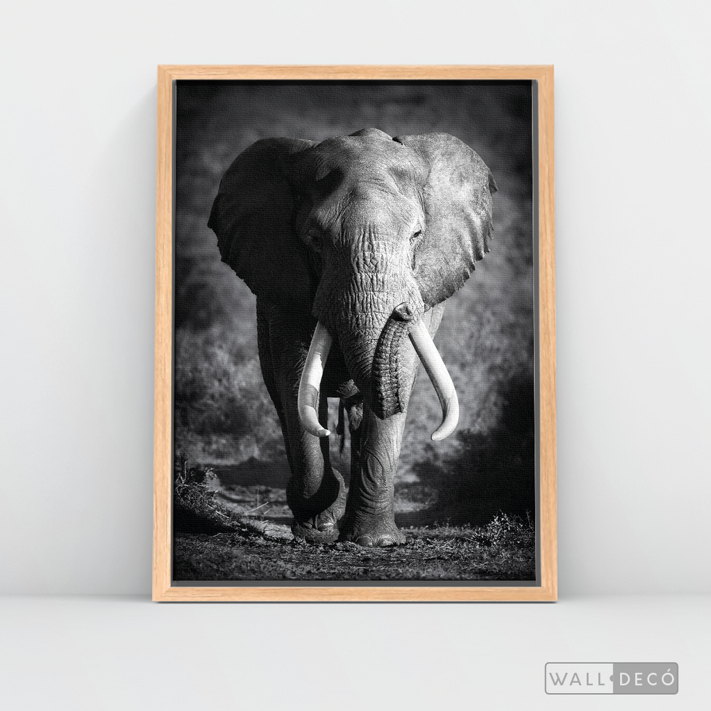 Cuadro Animales Elefante Real B/N