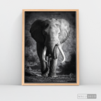 Cuadro Animales Elefante Real B/N