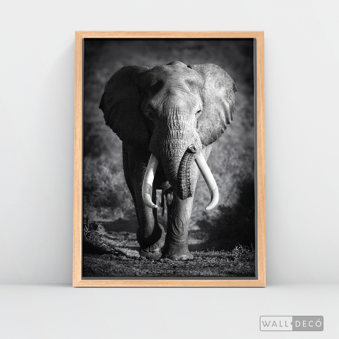Cuadro Animales Elefante Real B/N
