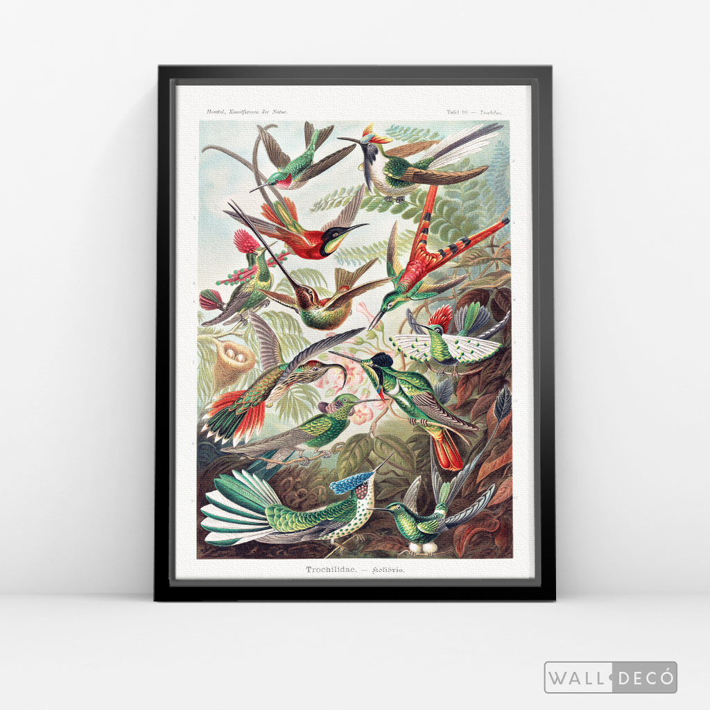 Cuadro Aves Colibríes