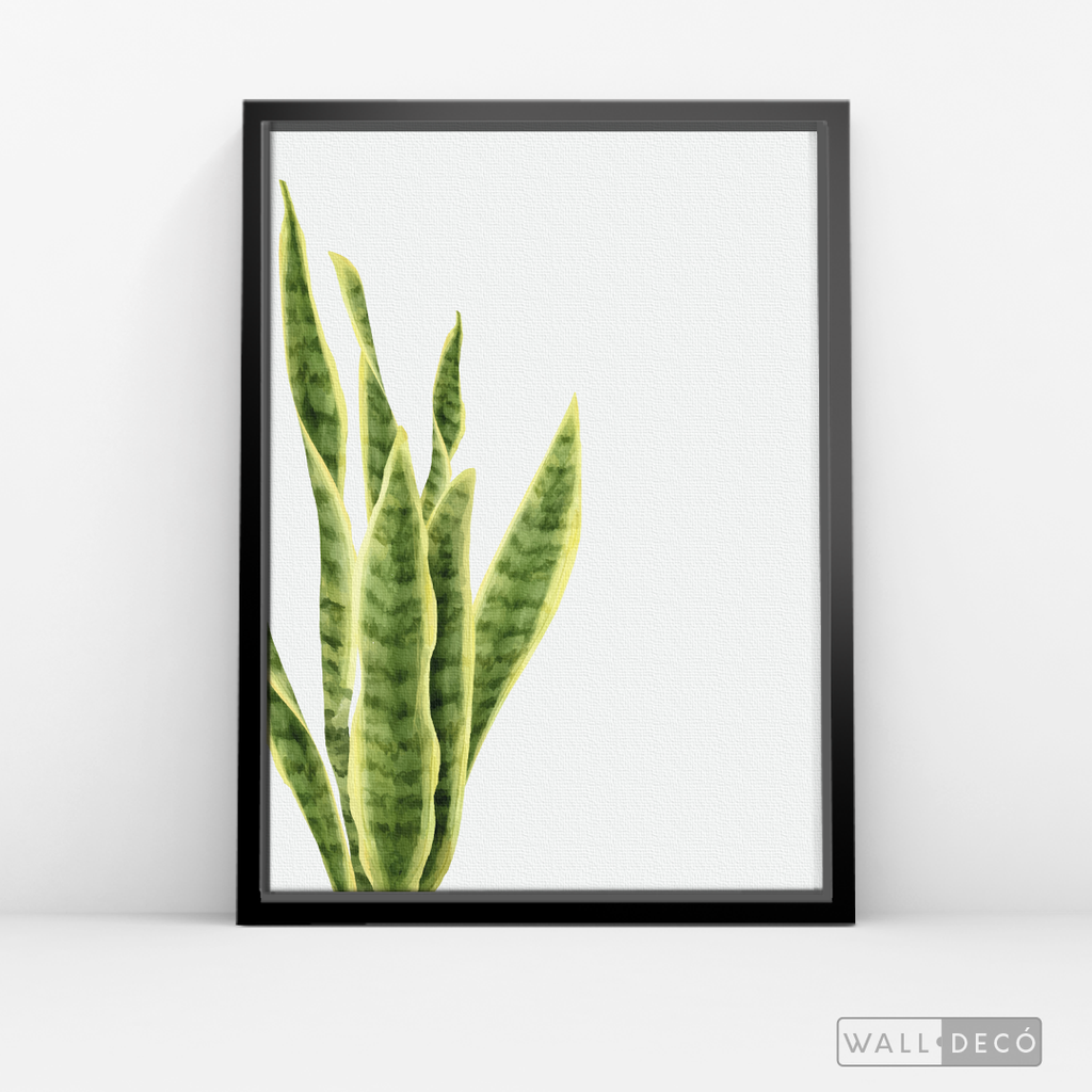 Cuadro Botánico SANSEVIERA - WalldecóStore