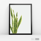 Cuadro Botánico SANSEVIERA - WalldecóStore