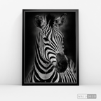 Cuadro Animales Cebra B/N