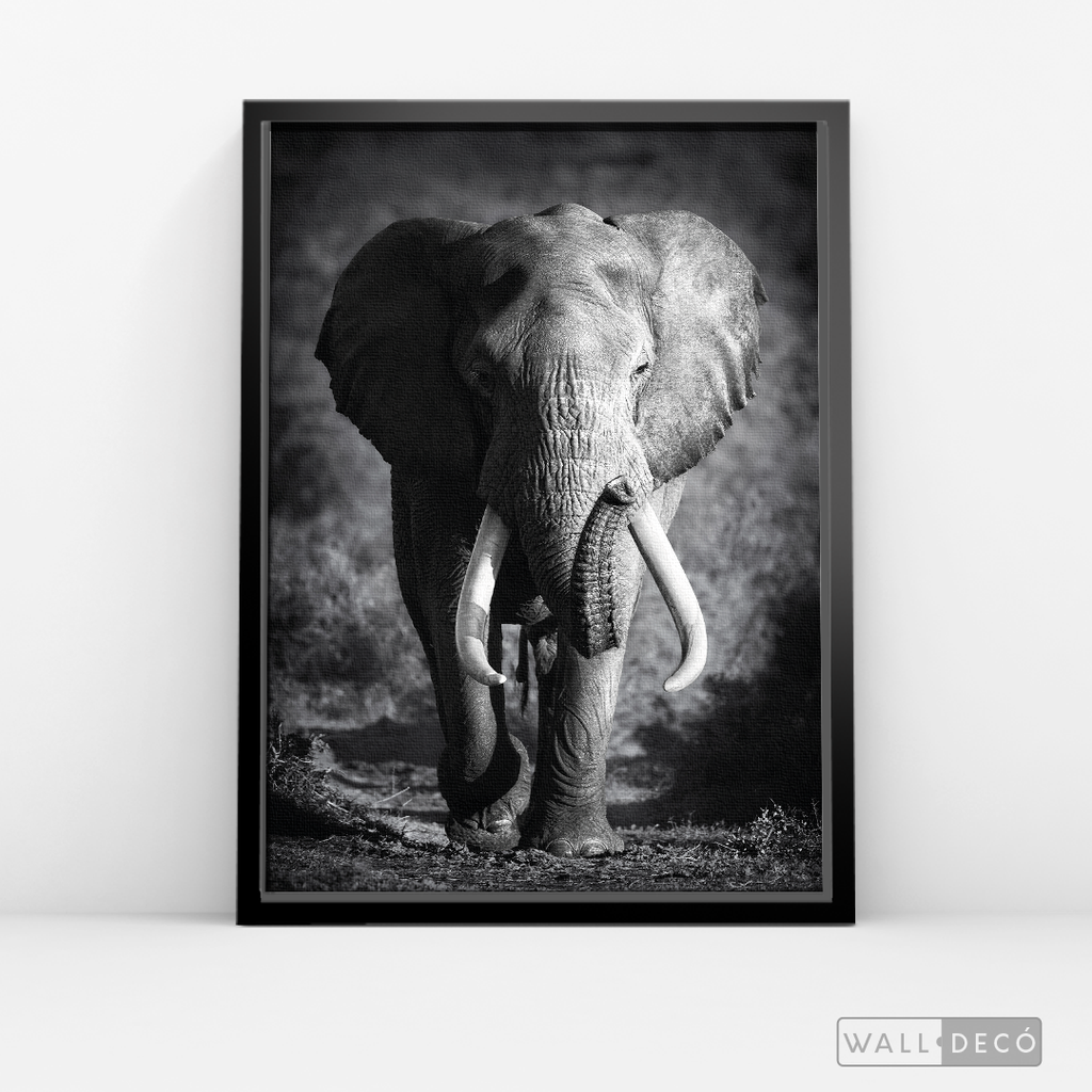Cuadro Animales Elefante Real B/N