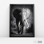 Cuadro Animales Elefante Real B/N