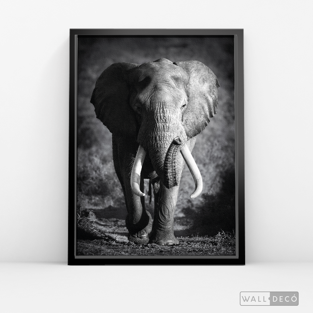 Cuadro Animales Elefante Real B/N