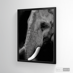 Cuadro Animales Elefante B/N