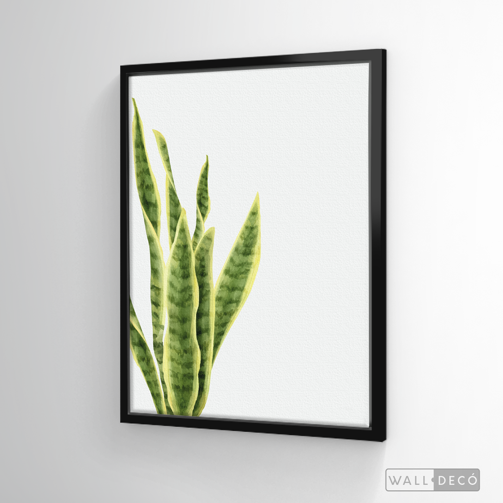 Cuadro Botánico SANSEVIERA - WalldecóStore