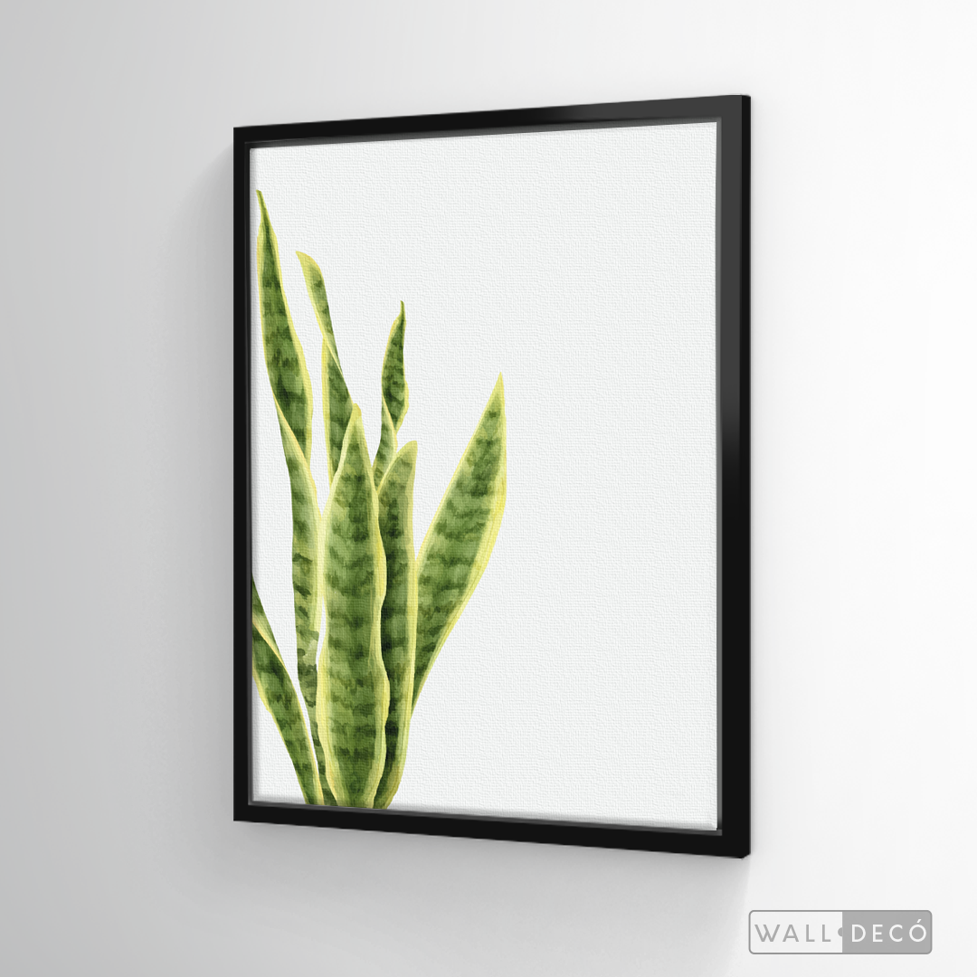Cuadro Botánico SANSEVIERA - WalldecóStore