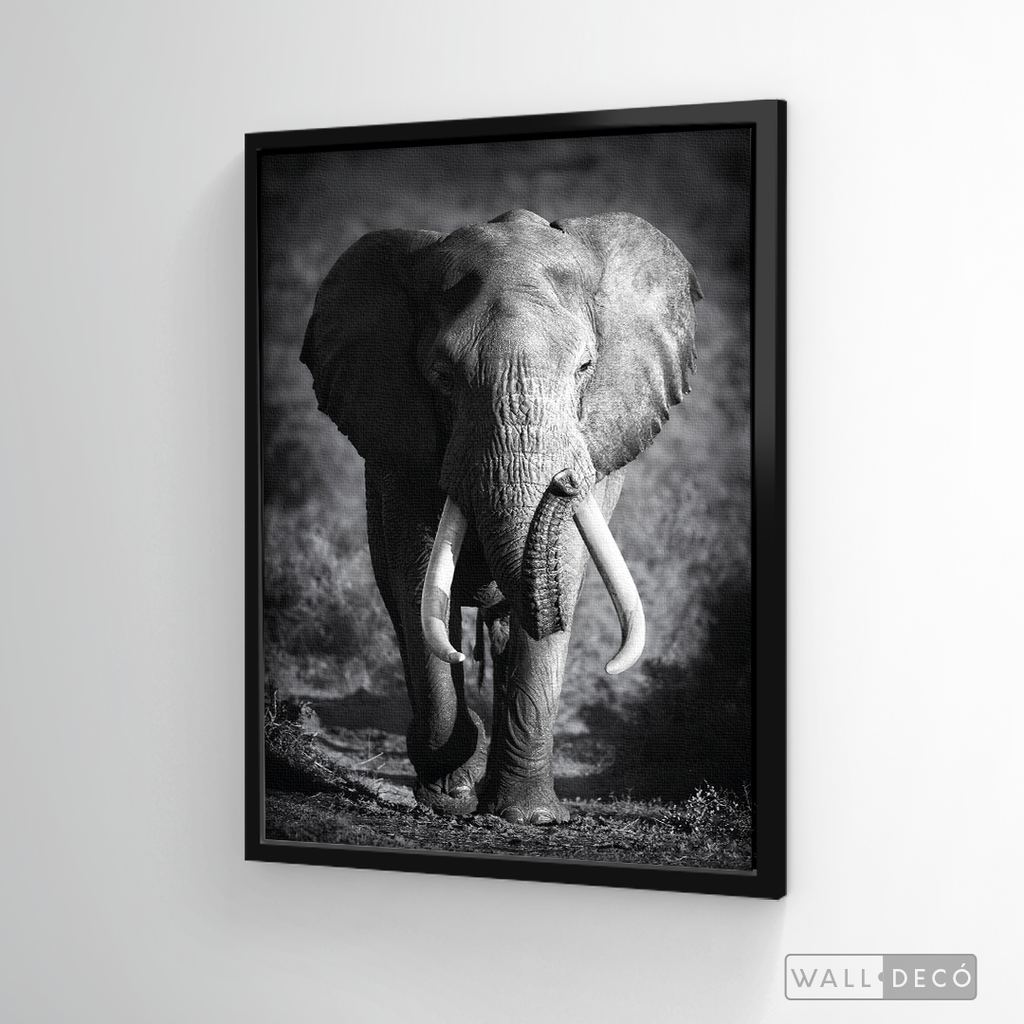 Cuadro Animales Elefante Real B/N