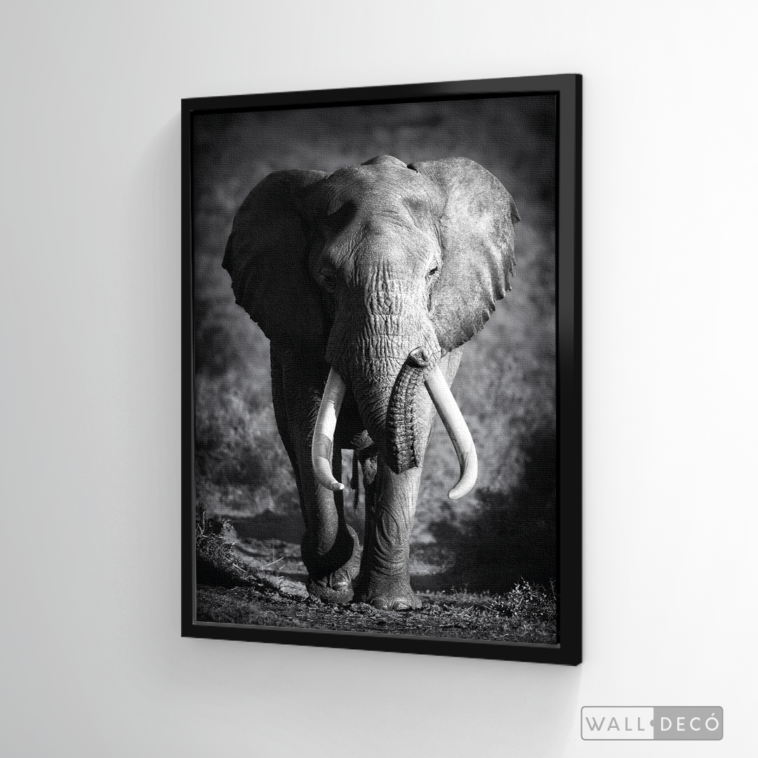 Cuadro Animales Elefante Real B/N