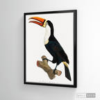 Cuadro Aves Tucan Colombiano 1