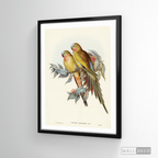 Cuadro Aves Perico Australiano