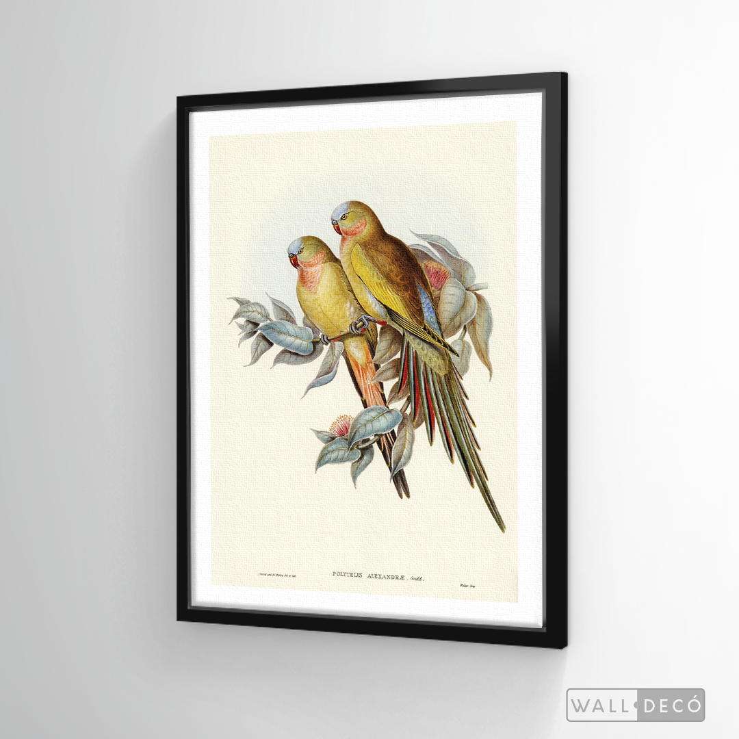 Cuadro Aves Perico Australiano