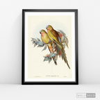 Cuadro Aves Perico Australiano