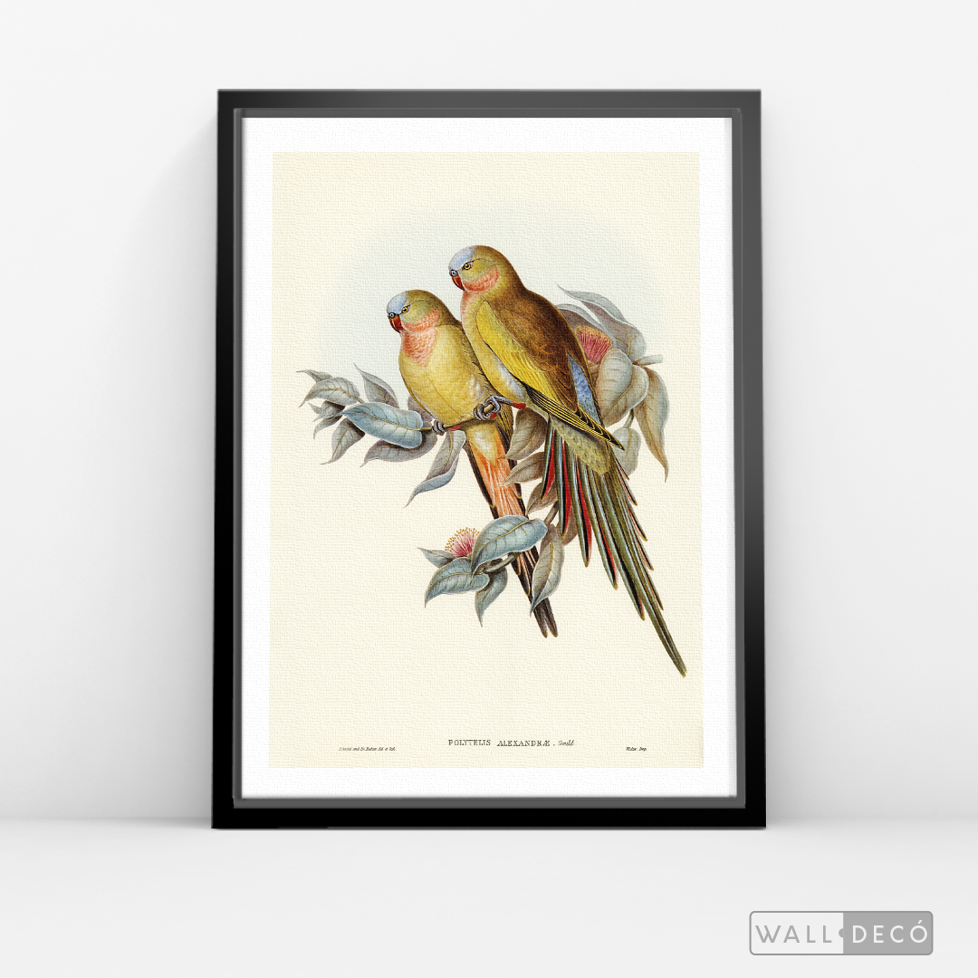 Cuadro Aves Perico Australiano