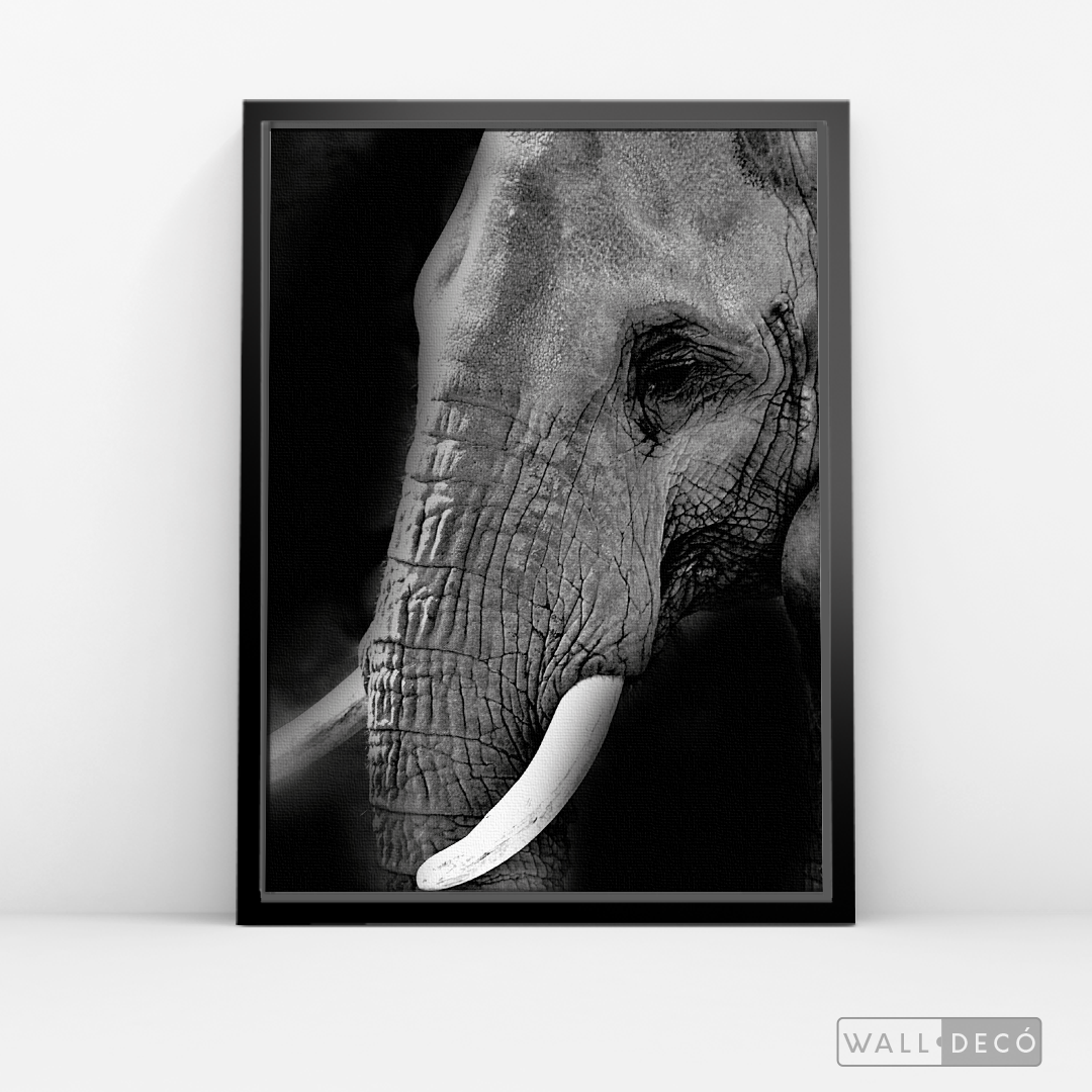 Cuadro Animales Elefante B/N