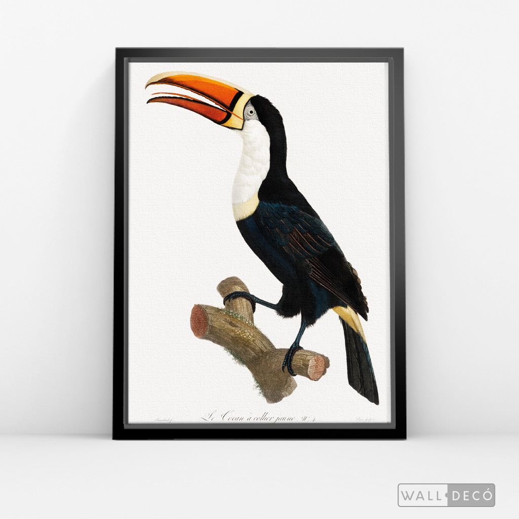 Cuadro Aves Tucan Colombiano 1