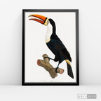Cuadro Aves Tucan Colombiano 1