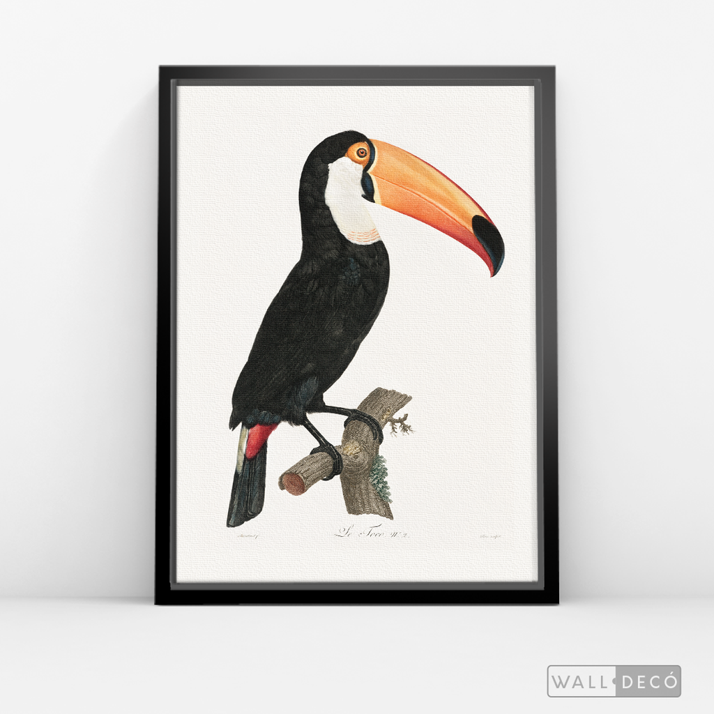 Cuadro Aves Tucan Colombiano 3