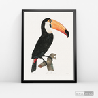 Cuadro Aves Tucan Colombiano 3
