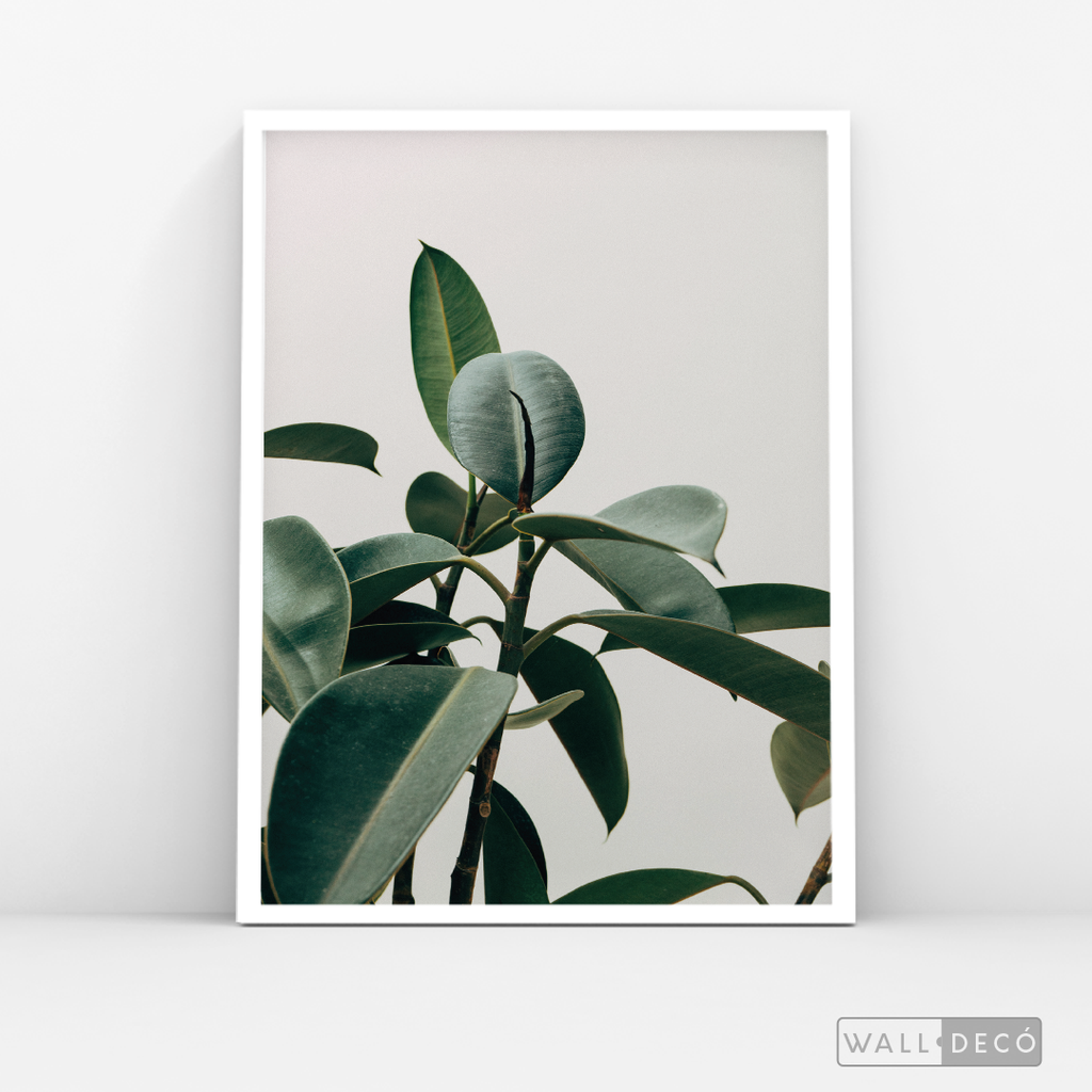 Cuadro Botánico CHEFLERA - WalldecóStore