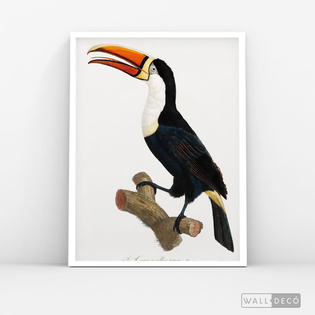 Cuadro Aves Tucan Colombiano 1