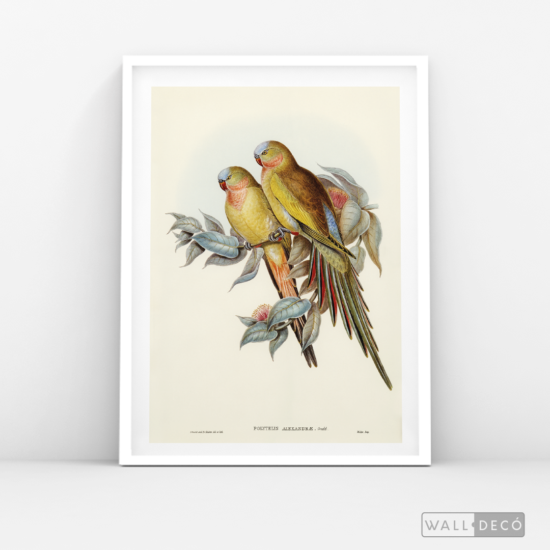 Cuadro Aves Perico Australiano