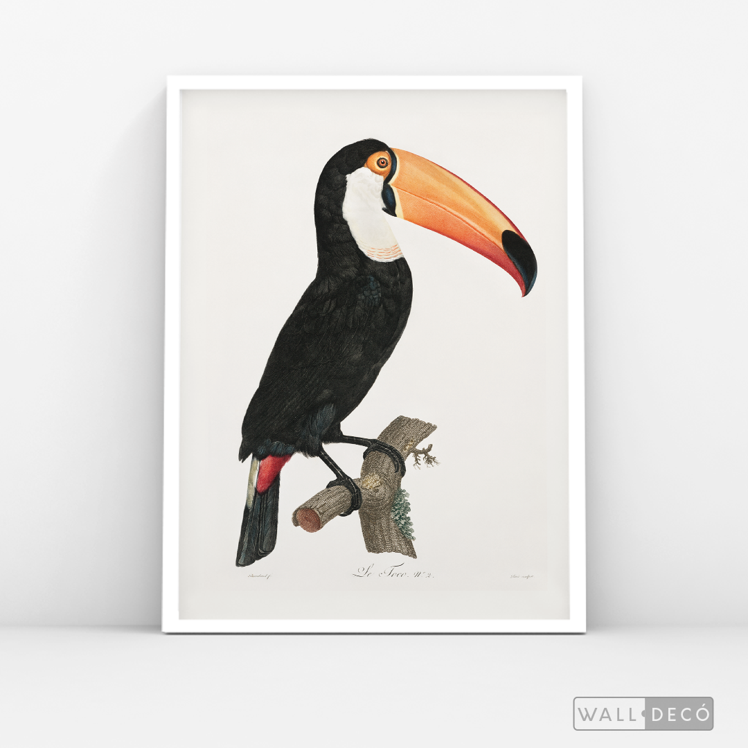 Cuadro Aves Tucan Colombiano 3