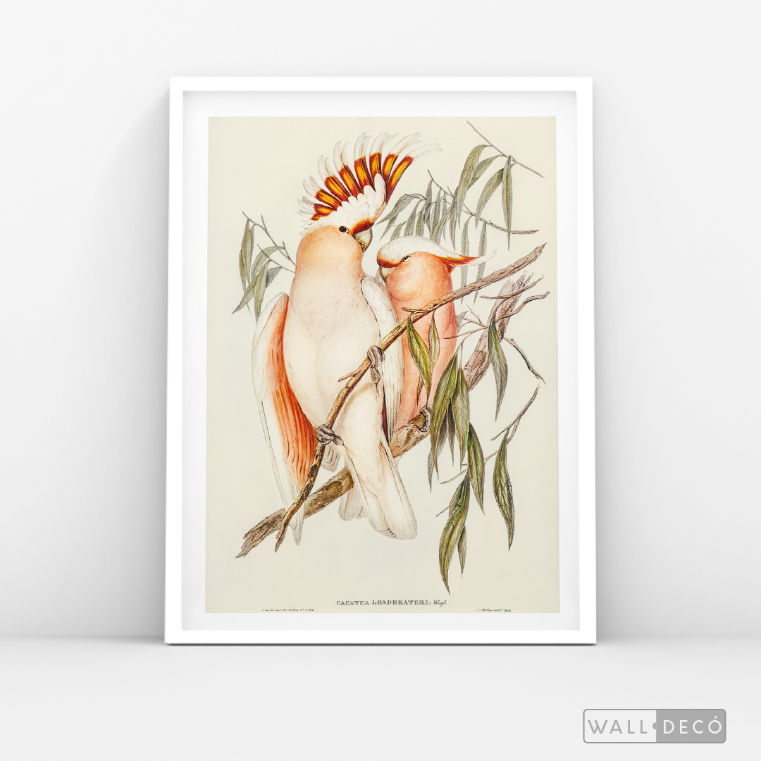 Cuadro Aves Cacatua Australiana