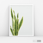 Cuadro Botánico SANSEVIERA - WalldecóStore