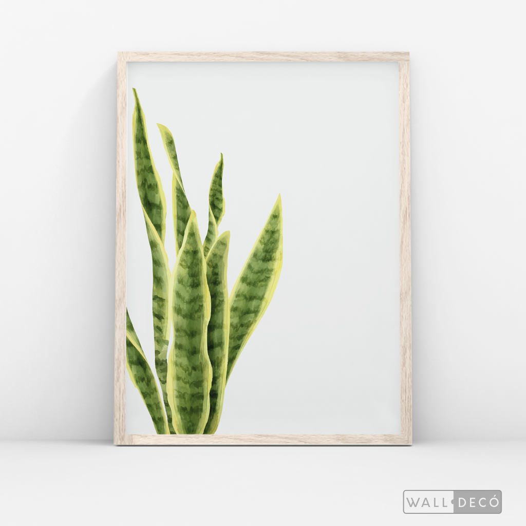 Cuadro Botánico SANSEVIERA - WalldecóStore