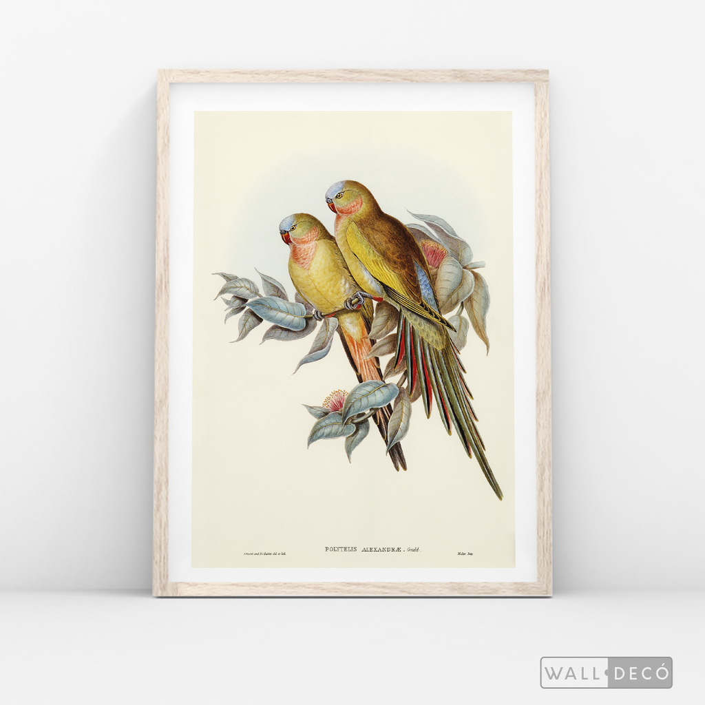 Cuadro Aves Perico Australiano