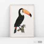 Cuadro Aves Tucan Colombiano 3