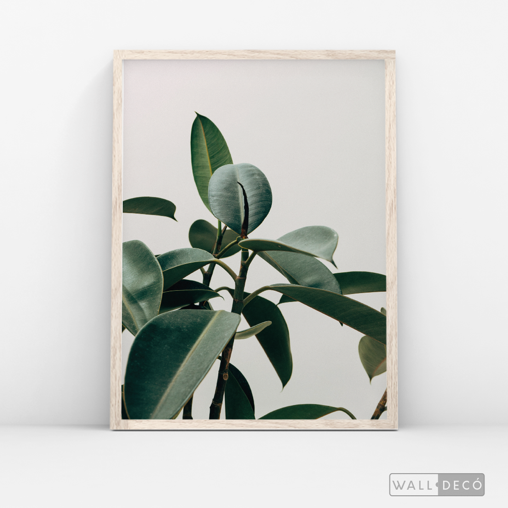 Cuadro Botánico CHEFLERA - WalldecóStore