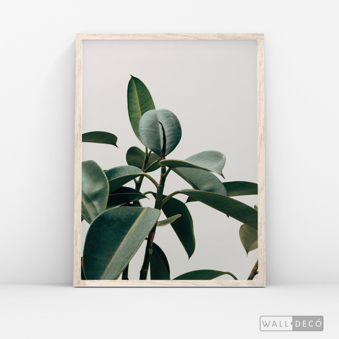 Cuadro Botánico CHEFLERA - WalldecóStore