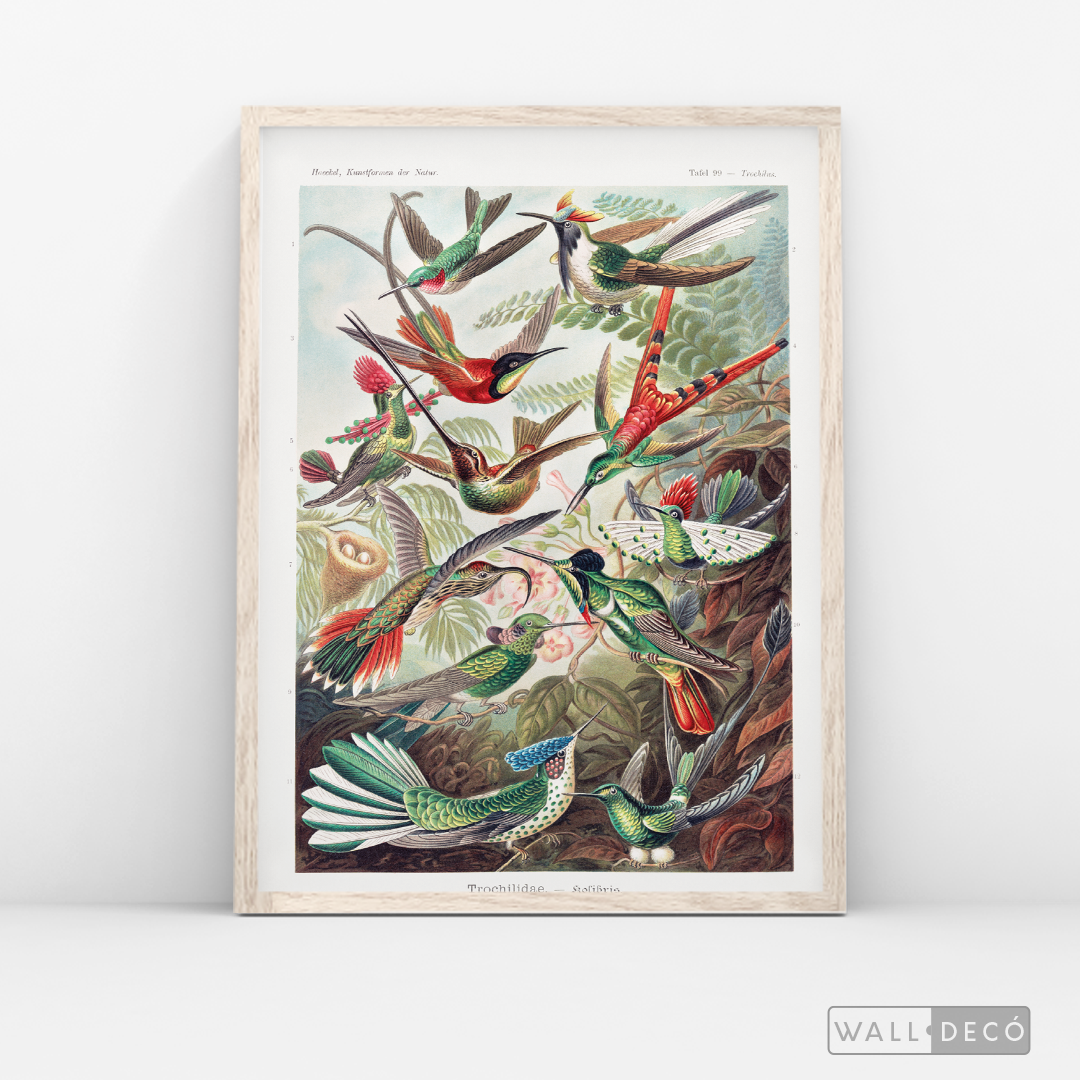 Cuadro Aves Colibríes