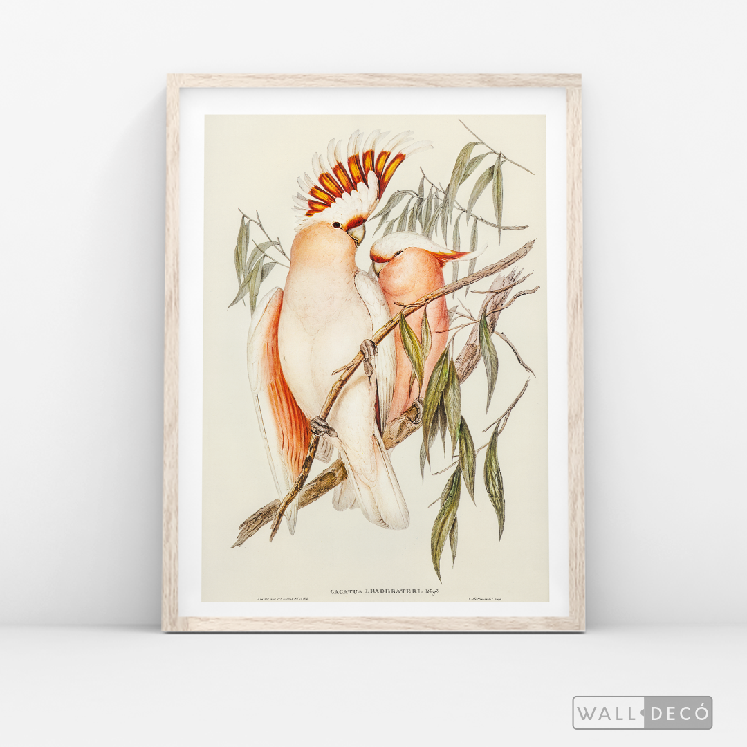 Cuadro Aves Cacatua Australiana