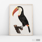 Cuadro Aves Tucan Colombiano 2