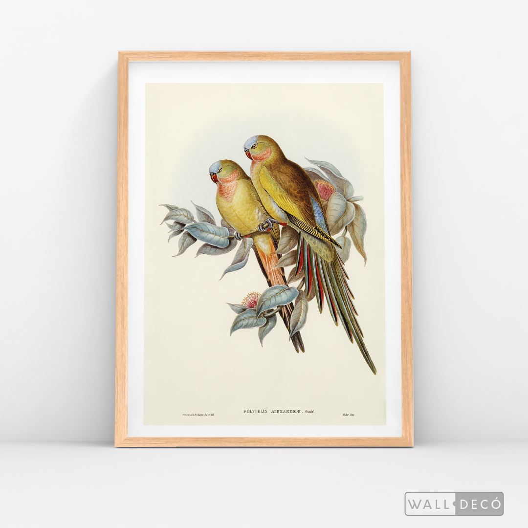 Cuadro Aves Perico Australiano