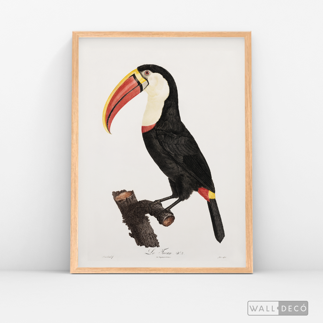 Cuadro Aves Tucan Colombiano 2