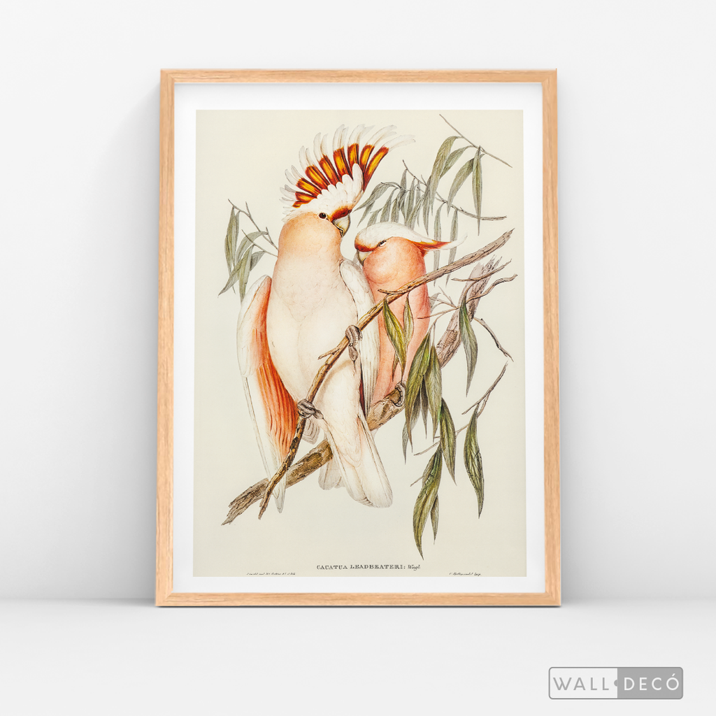 Cuadro Aves Cacatua Australiana